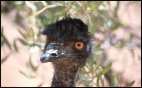 Desert Park Emu