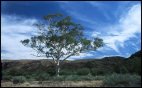 Ghost gum tree