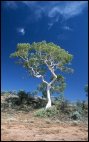 Ghost gum tree