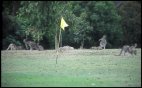 Anglesea Golf Course