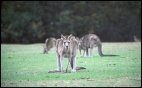 Kangaroo at Anglesea Golf Course