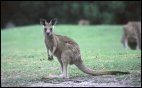 Joey at Anglesea Golf Course