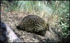 Echidna