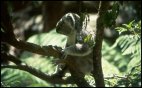 Koala at Taronga Zoo