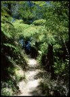 Abel Tasman coastal track