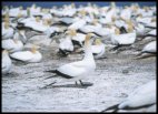 Australasian gannets