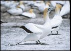 Australasian gannets