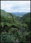 Coromandel view