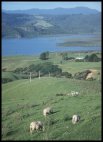 Coromandel view