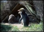 Yellow eyed penguin with chicks