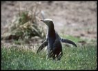 Yellow eyed penguin