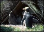 Yellow eyed penguin with chicks