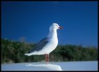 Seagull