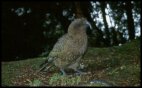 Kea - a large parrot