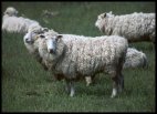 New Zealand sheep