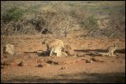 Roos at Water Hole