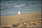 Beach Scenery