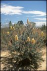 Banksia