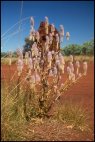 Old Termite Mound