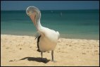 Pelican