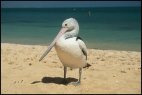 Pelican