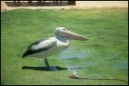 Pelican having a shower