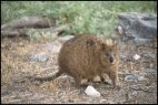 Quokka