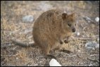 Quokka