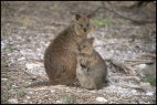 Quokkas