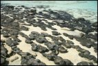 Stromatolites