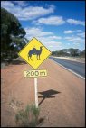 Camel Signal