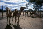 Camel Farm