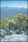 View from Bluff Knoll