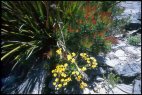 Stirling Range Flora