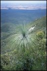 Stirling Range Flora