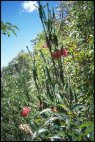 Stirling Range Flora