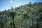 Stirling Range Flora