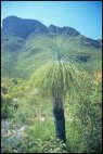 Stirling Range Flora