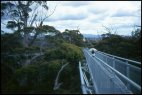 Tree Top Walk