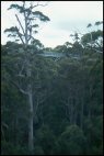 Tree Top Walk