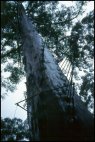 Gloucester Tree