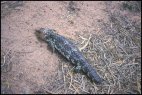 Shingleback Lizard