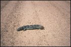 Shingleback Lizard