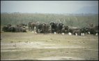 Buffaloes at Amboseli