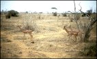 Tsavo East wildlife