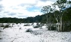 Fraser island scenery