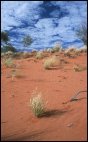 Watarrka Ntl Park