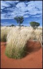 Watarrka Ntl Park