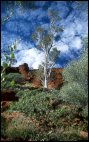 Watarrka Ntl Park