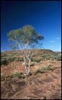 Tree on top